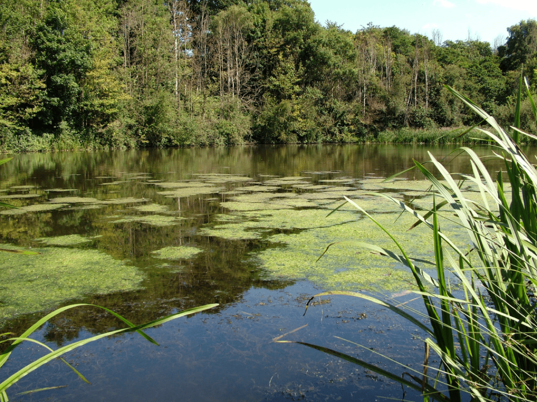 Eaton Bank Pool - Northwich Anglers Association